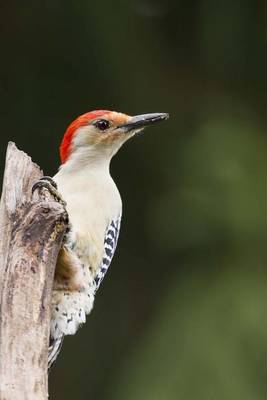 Book cover for Red Bellied Woodpecker, Birds of the World