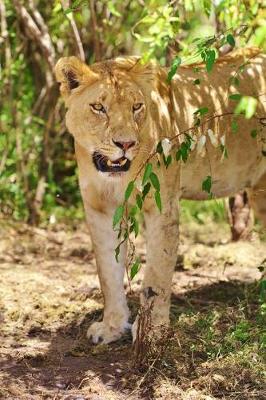 Book cover for A Female Lion in Kenya, Africa Journal