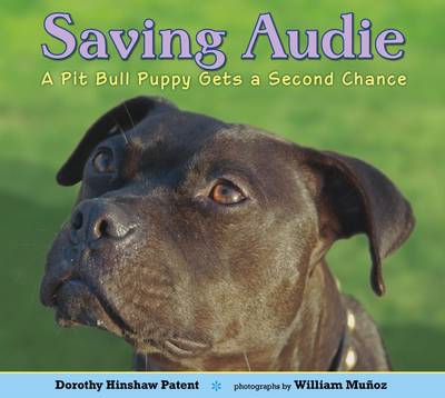 Book cover for Saving Audie