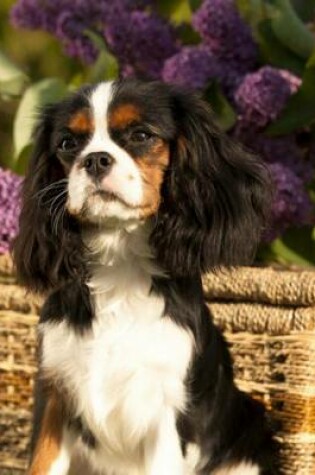 Cover of Cavalier King Charles Spaniel