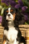 Book cover for Cavalier King Charles Spaniel