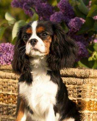 Book cover for Cavalier King Charles Spaniel