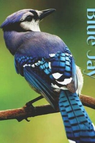 Cover of Blue Jay