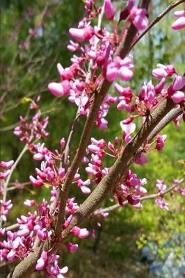 Book cover for 2020 Weekly Planner Spring Pink Tree Blossoms 134 Pages