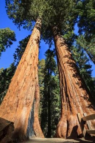 Cover of Walking Among the Giant Redwood Trees Journal