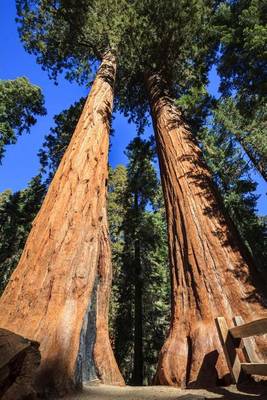 Book cover for Walking Among the Giant Redwood Trees Journal