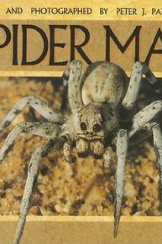 Cover of Spider Man (G/R Ltr USA)