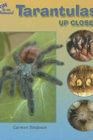 Cover of Tarantulas Up Close