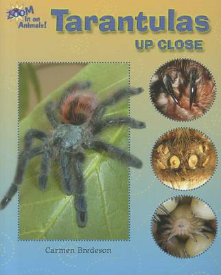 Book cover for Tarantulas Up Close