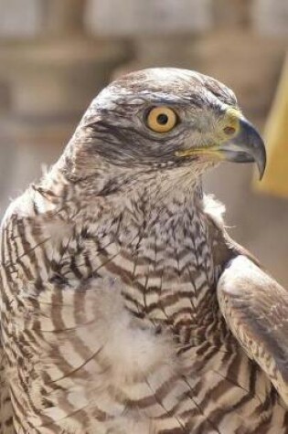 Cover of A Curious Falcon Bird of Prey Journal