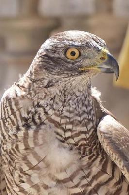 Book cover for A Curious Falcon Bird of Prey Journal