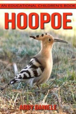 Cover of Hoopoe! An Educational Children's Book about Hoopoe with Fun Facts & Photos