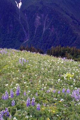 Book cover for Website Password Organizer Mount Roberts Spring Wildflowers in Alaska