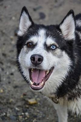 Book cover for Happy Siberian Husky Dog Journal