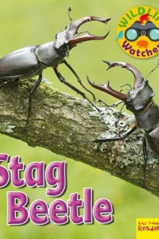 Cover of Stag Beetle
