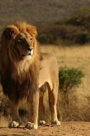 Cover of Male Lion Seen on Safari on the African Veldt