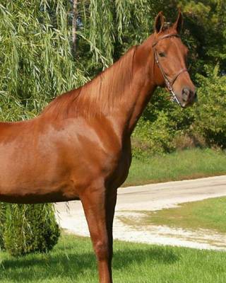 Book cover for American Saddlebred