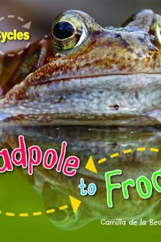 Cover of Tadpole to Frog