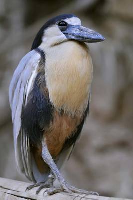 Book cover for Boat-Billed Heron Journal