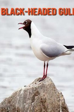 Cover of Black-Headed Gull