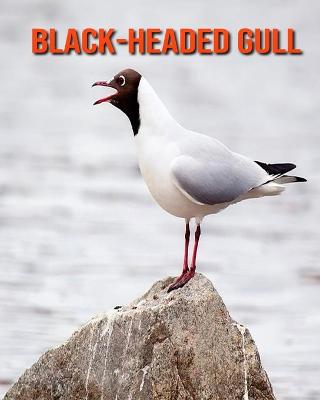 Book cover for Black-Headed Gull