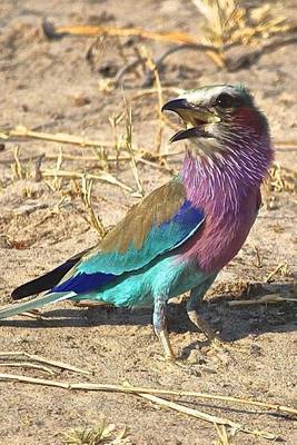 Book cover for Lilac Breasted Roller on the Ground, Birds of the World