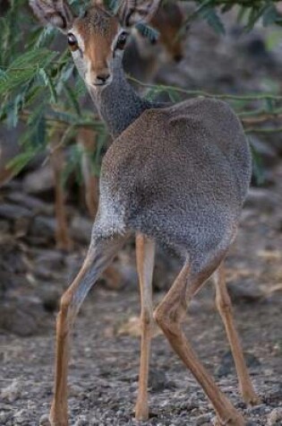 Cover of African Dik Dik Antelope Journal