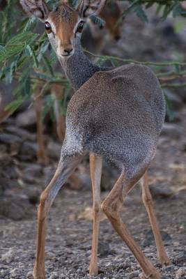 Book cover for African Dik Dik Antelope Journal