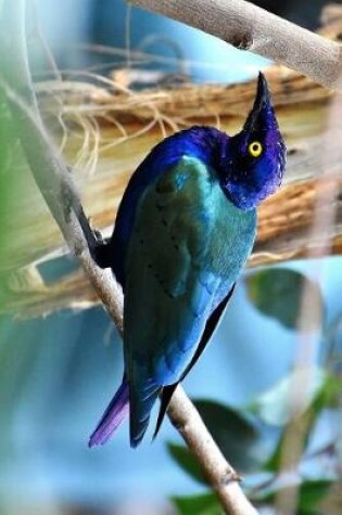 Cover of African Lamprotornis Starling Journal