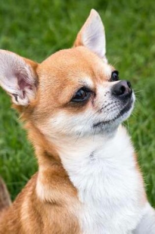 Cover of A Cute Teacup Chihuahua Dog in the Grass