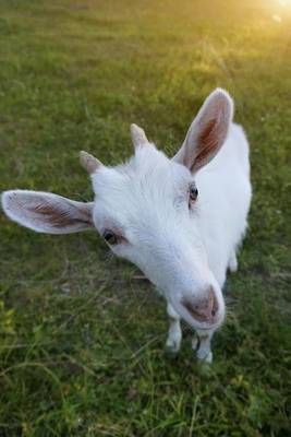 Book cover for Hello Cute Little White Goat Journal