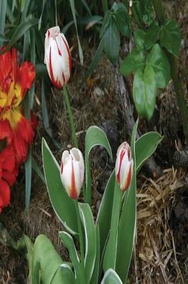 Book cover for Floral Journal Tulips Garden