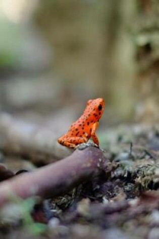 Cover of A Cute Red Tree Frog on the Forest Floor