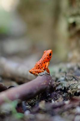 Book cover for A Cute Red Tree Frog on the Forest Floor