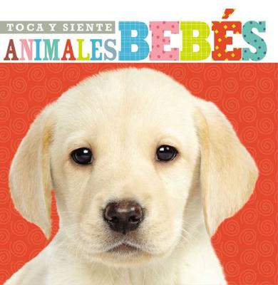 Book cover for Toca y siente animales bebés