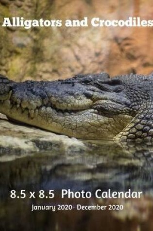 Cover of Alligators & Crocodiles 8.5 X 8.5 Photo Calendar January 2020 -December 2020