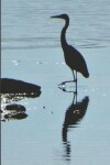 Book cover for Pretty Heron in Lake Rocky Mountain Wildlife Photograph Wide-ruled School Composition Lined Notebook