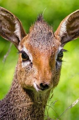 Book cover for So Cute Dik Dik Antelope Portrait Africa Journal