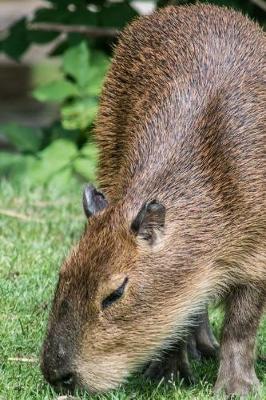 Book cover for Capybara Grazing on a Lawn Journal