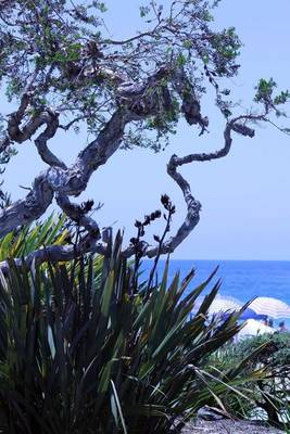 Book cover for A View of the Ocean through the Trees in California Journal