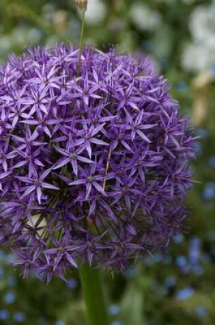 Cover of Purple Leek Bloom, for the Love of Flowers