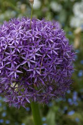 Book cover for Purple Leek Bloom, for the Love of Flowers