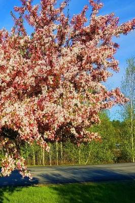 Book cover for Journal Flowering Tree Sunlight Shadows