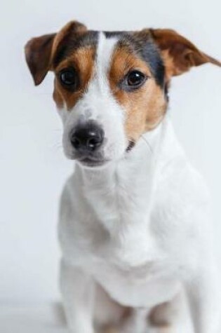 Cover of Jack Russel Terrier