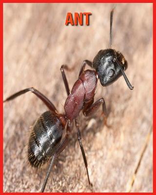 Book cover for Ant