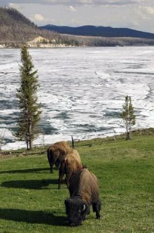 Cover of American Bison (Buffalo) Grazing at the Edge of a Frozen Lake