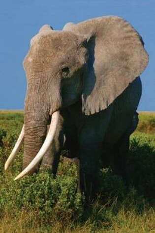 Cover of Elephant Journal
