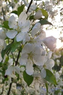 Cover of 2019 Daily Planner Springtime Sunrise White Flowering Tree 384 Pages