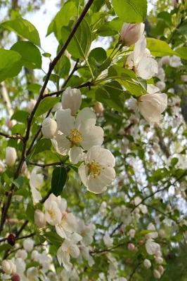 Cover of Springtime 2019 Daily Planner Nature Beauty Flowering Tree 384 Pages