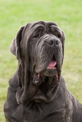 Book cover for The Neapolitan Mastiff Dog Journal